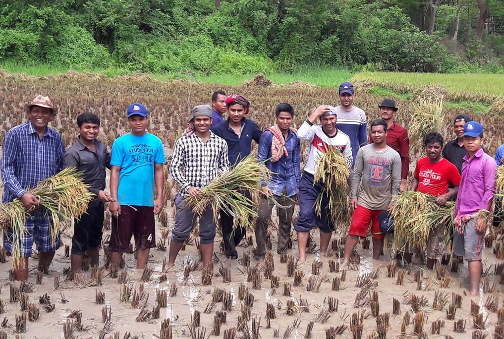 Harvesting rice in Bangladesh