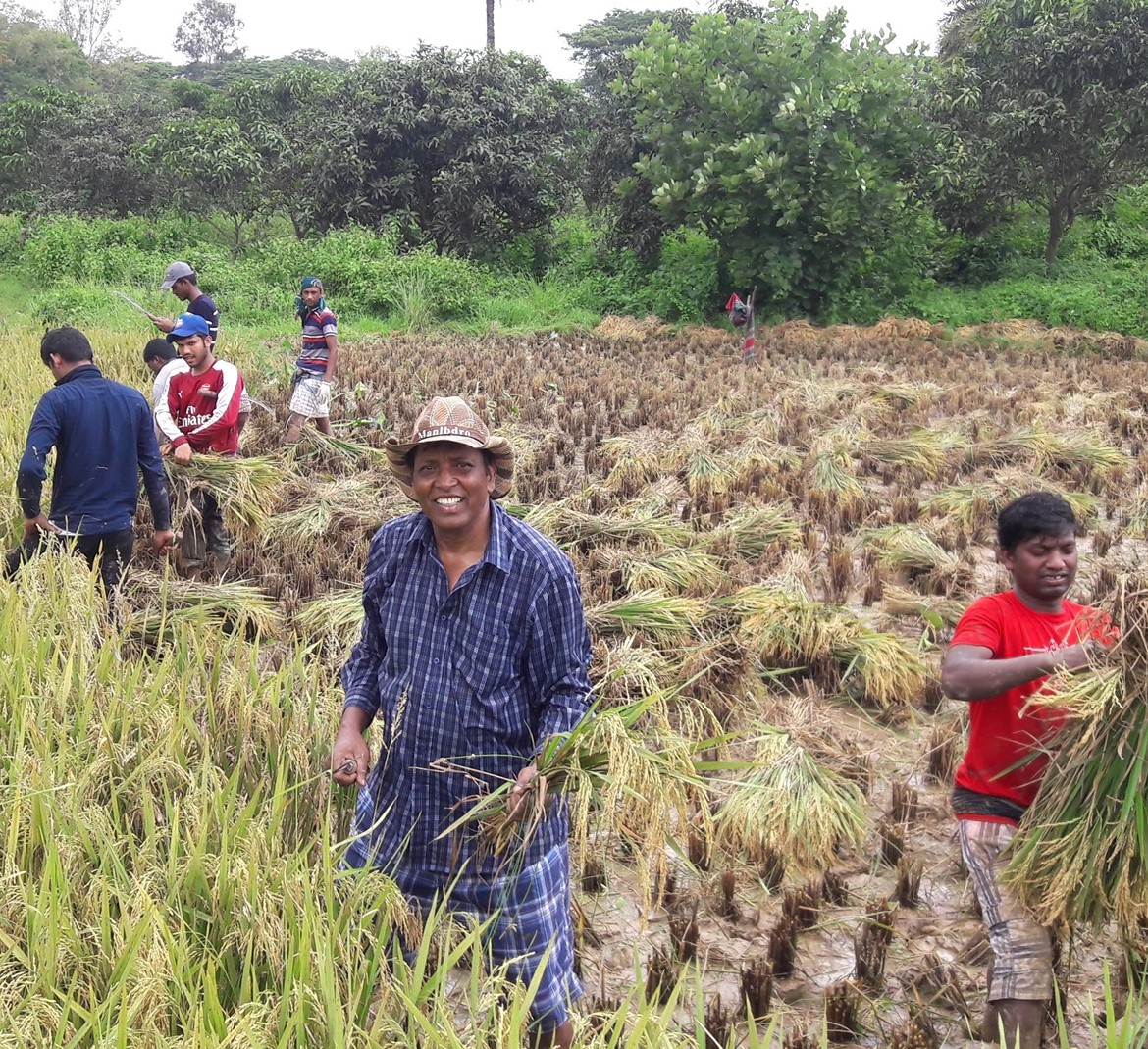 Harvesting rice in Bangladesh