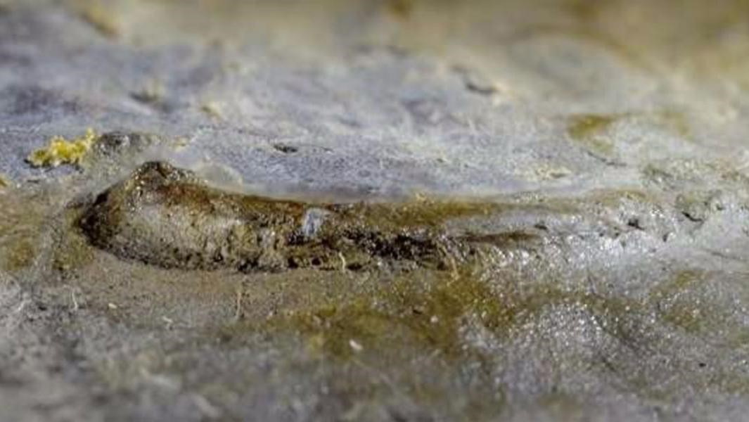 Occhio del trilobita - Eye of the trilobite
