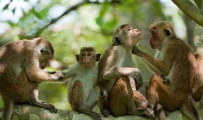 Toque_Macaque_monkeys_in_SL.jpeg