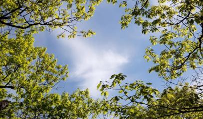Trees_Sky.jpeg