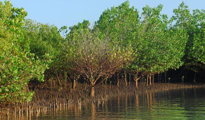 mangrove.jpeg