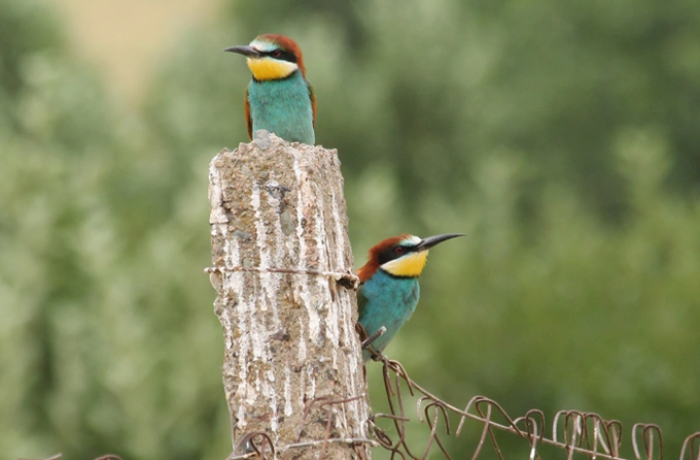 Uzbekistan's passion for birdwatching