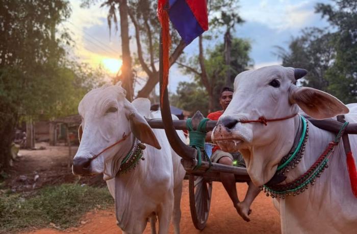The 'cows on loan' helping Cambodia's poorest villages
