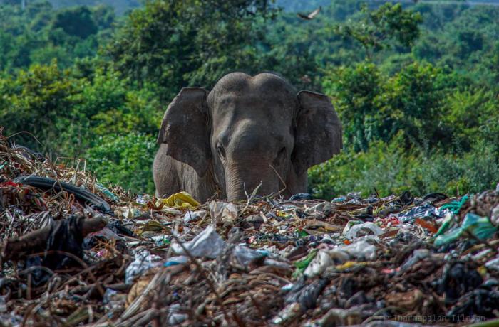 Banned but available everywhere: the long life of polyethylene bags in Sri Lanka
