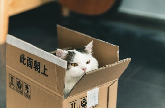 Pet boom in China