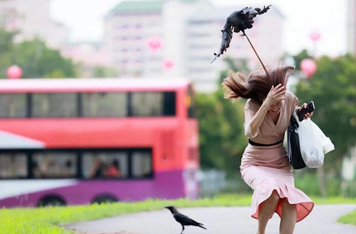 Singapore battles crow menace: they are 'aggressive and out of control'