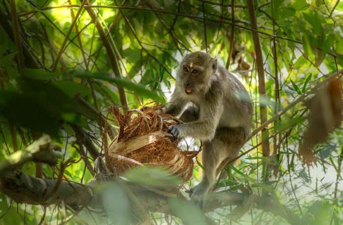 Companies, animal rights groups agree to stop the use of coconut-picking monkeys in Thailand