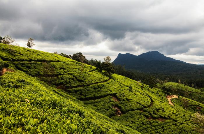 Colombo: outdated quarantine regulations hinder agricultural development