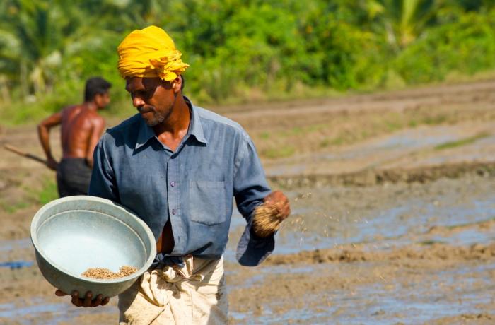 Sri Lanka: Fertiliser crisis (and the Gulf War) cripple the agricultural sector