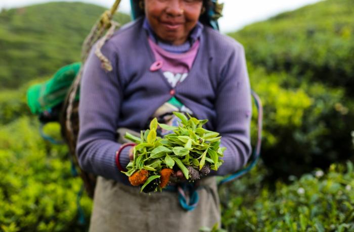 Tea war between Nepal and West Bengal