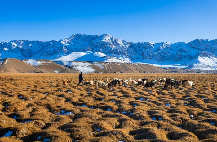 Tajik shepherds in the 21st-century