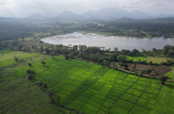 Sunn hemp a possible answer to Sri Lanka's fertiliser crisis