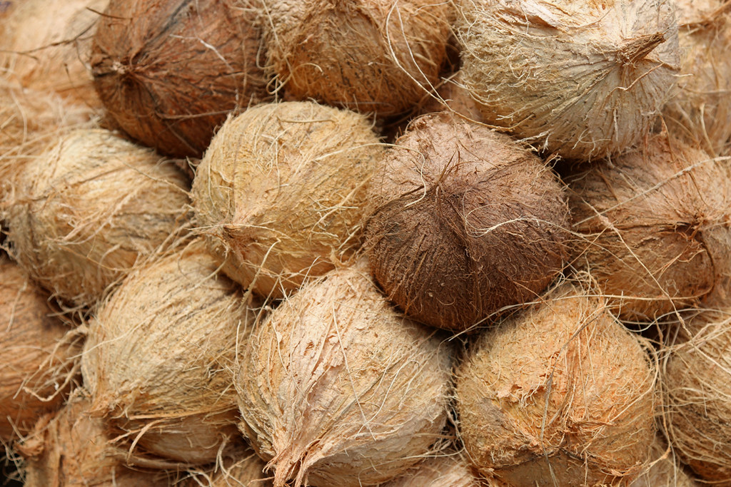 SRI LANKA International turmoil and whitefly badly hit Sri Lanka's coconut  sector